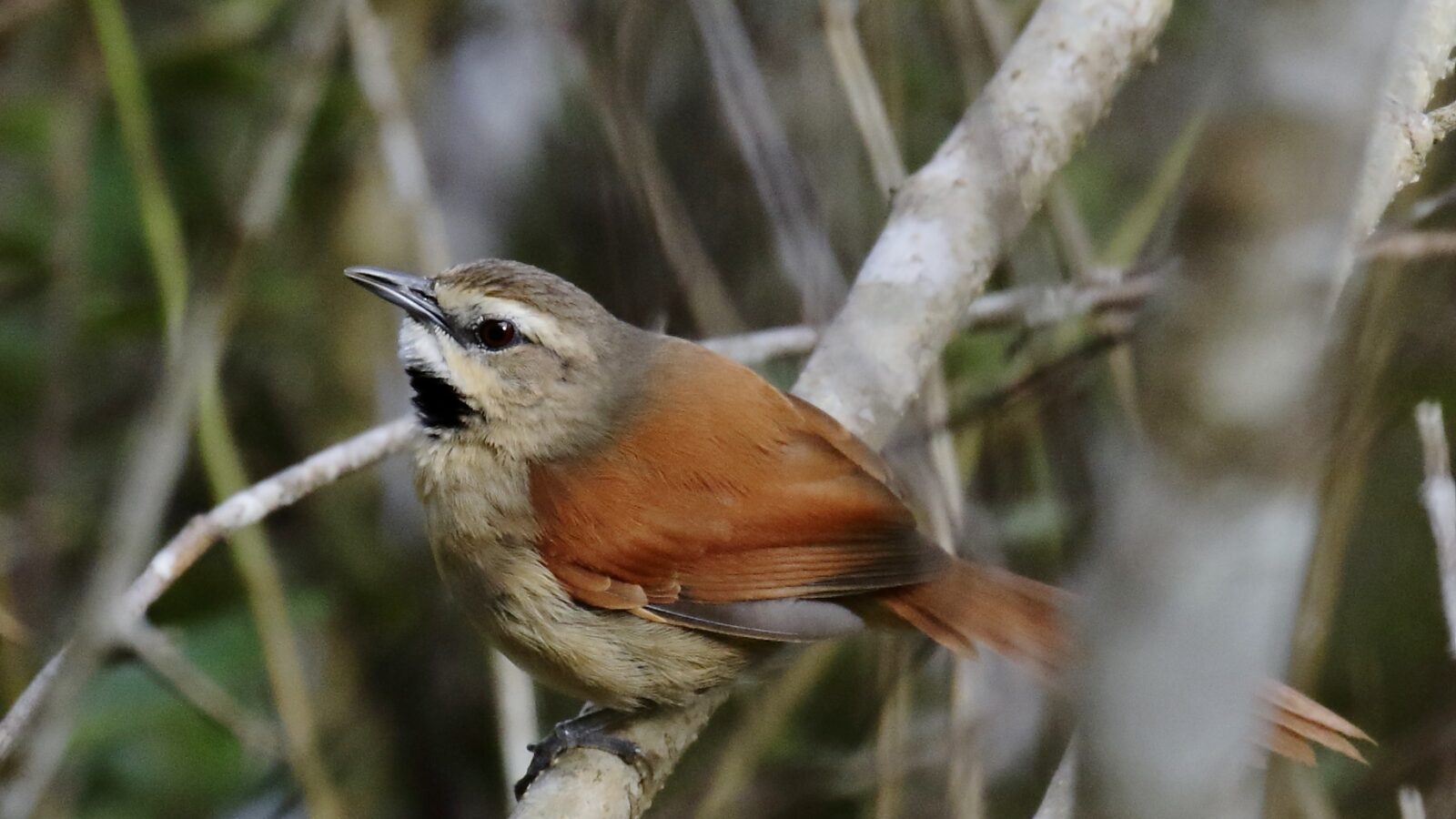 Ochre-cheeked Spinetail