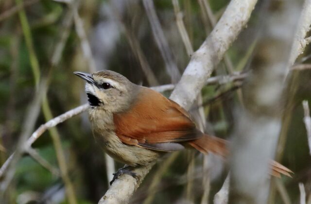 Ochre-cheeked Spinetail