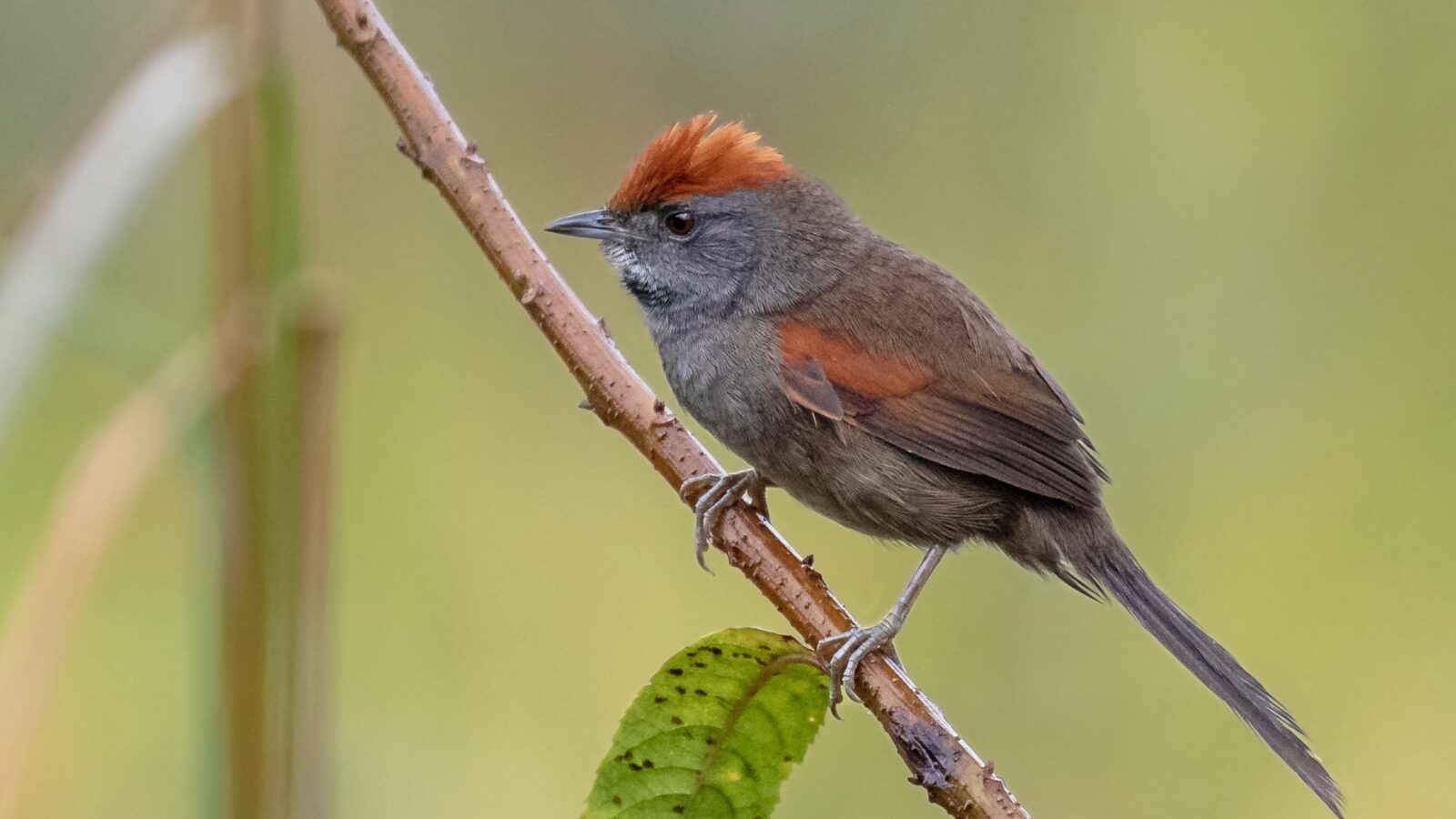 Spix’s Spinetail