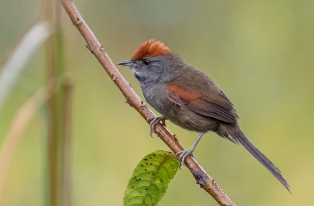 Spix’s Spinetail