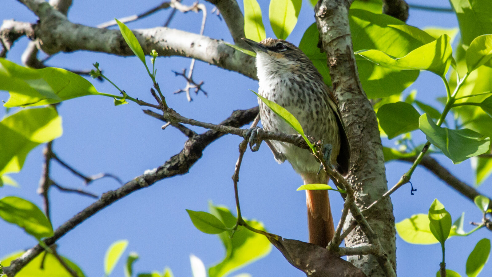 Chinchipe Spinetail