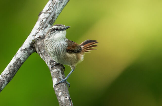 Necklaced Spinetail