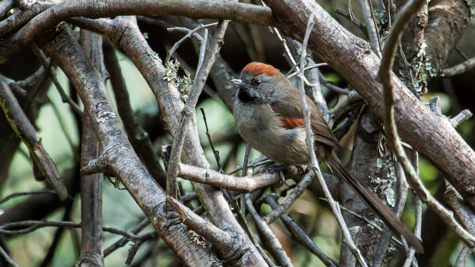 Silvery-throated Spinetail