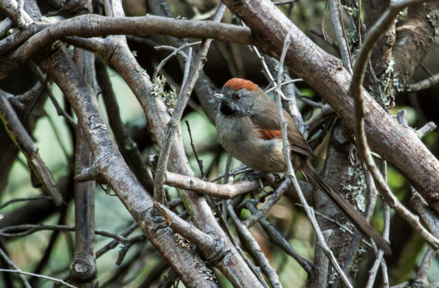 Silvery-throated Spinetail