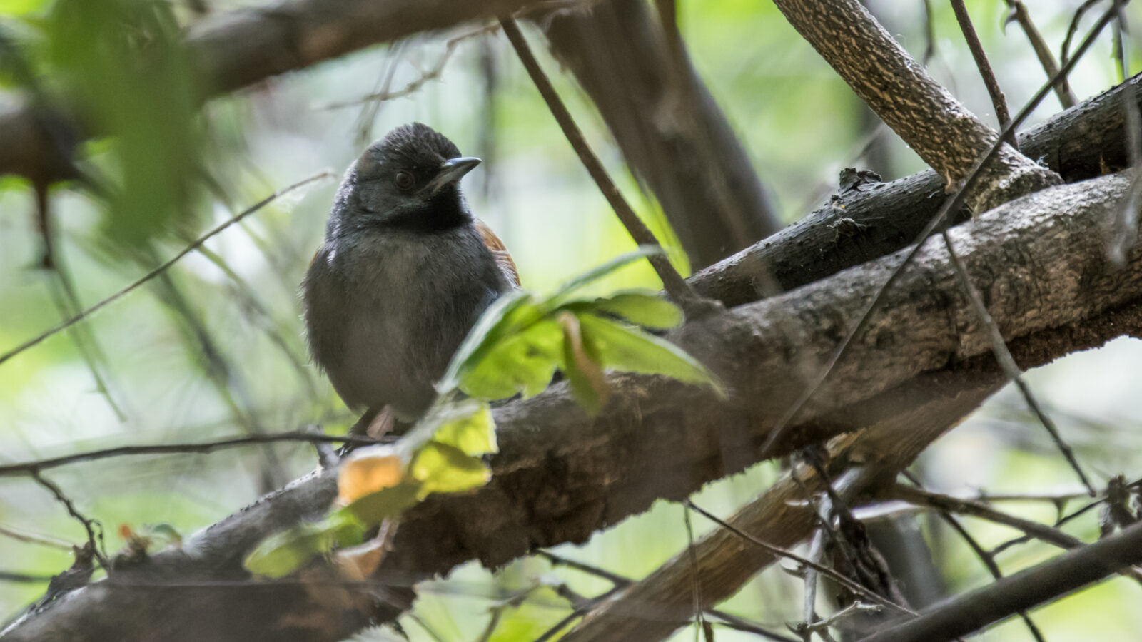Blackish-headed Spinetail