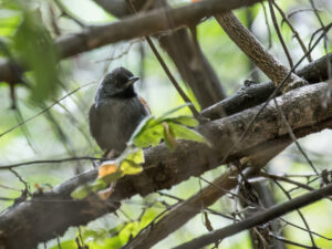 Blackish-headed Spinetail