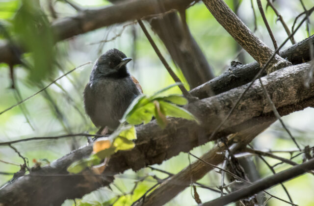 Blackish-headed Spinetail