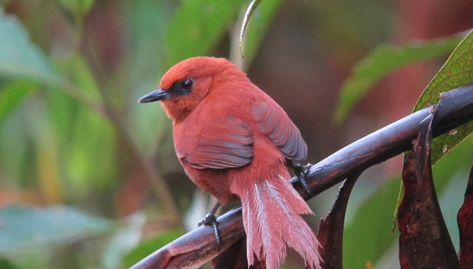 Rufous Spinetail