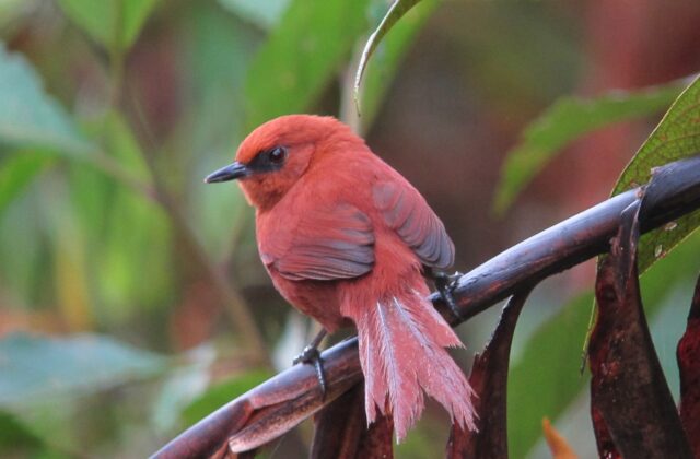 Rufous Spinetail