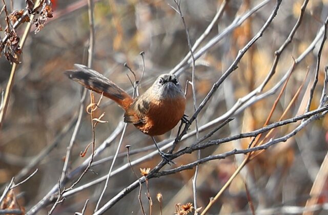 Russet-bellied Spinetail
