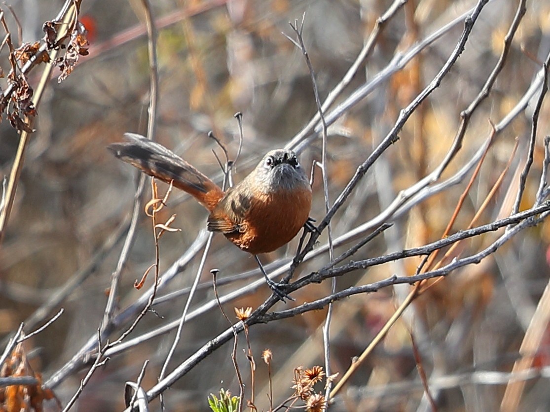 Russet-bellied Spinetail