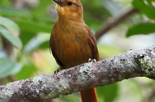 Planalto Foliage-gleaner