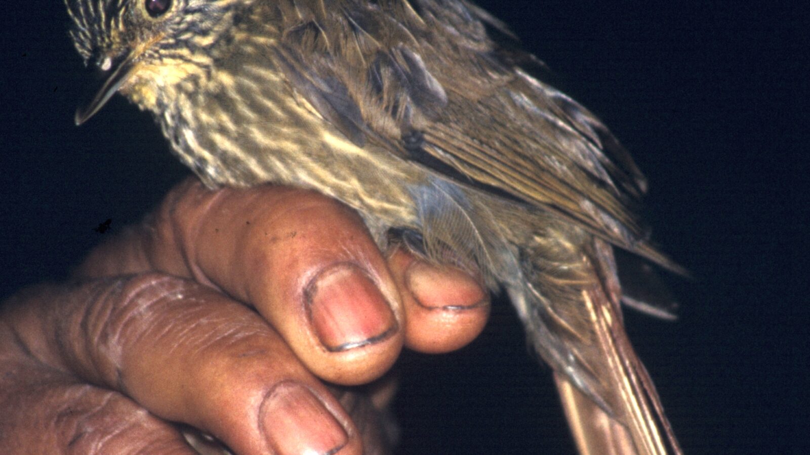 Lineated Foliage-gleaner
