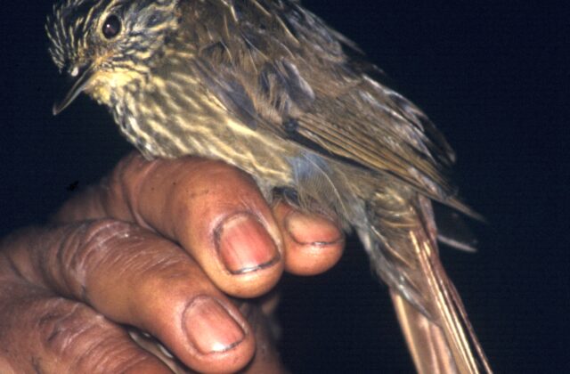 Lineated Foliage-gleaner