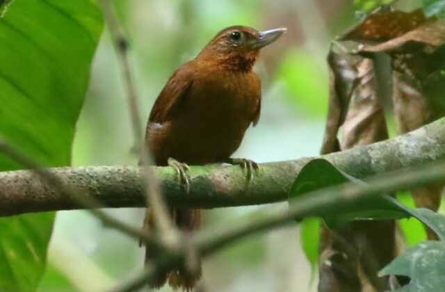 Peruvian Recurvebill