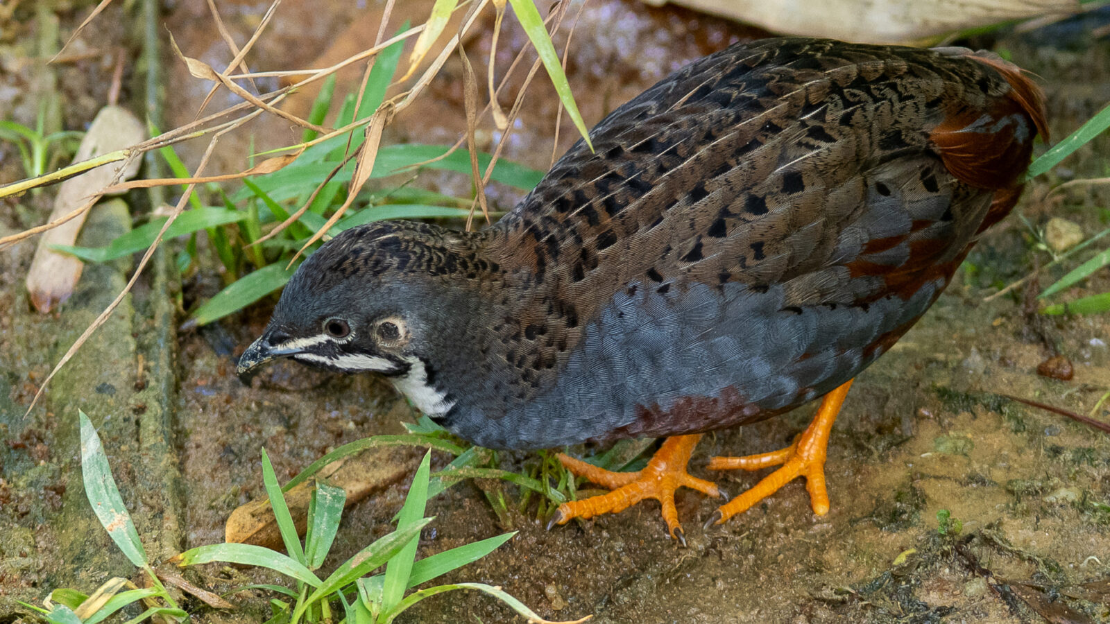 King Quail