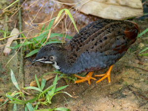 King Quail
