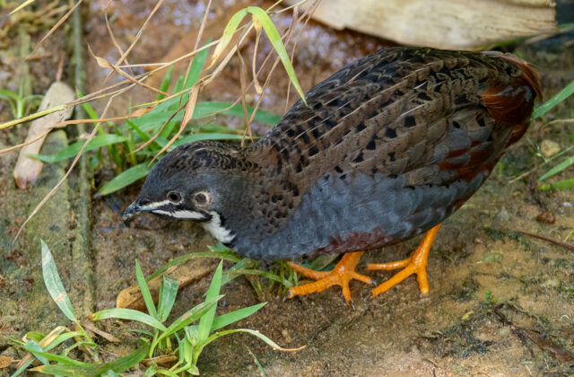 King Quail
