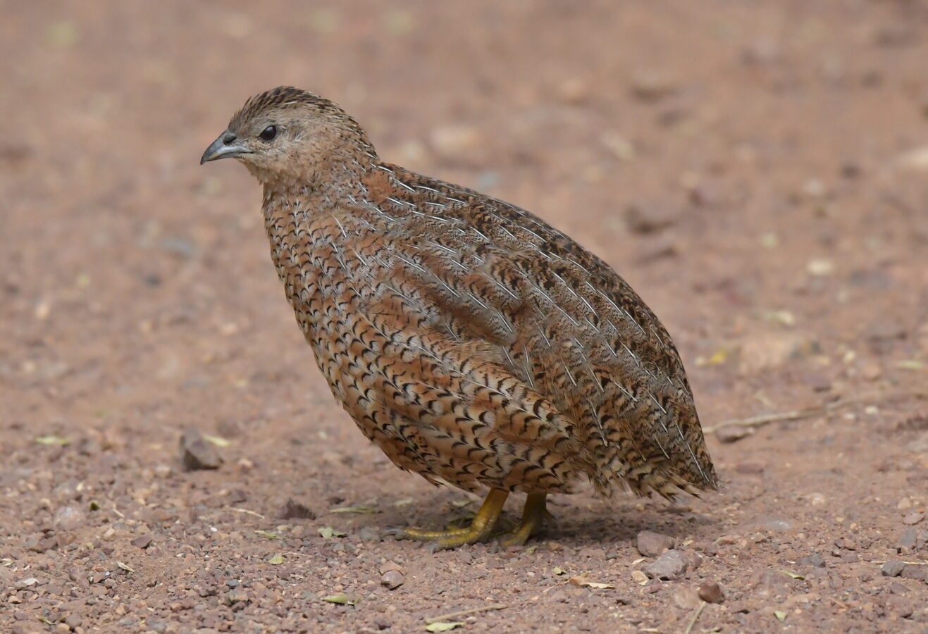 Brown Quail