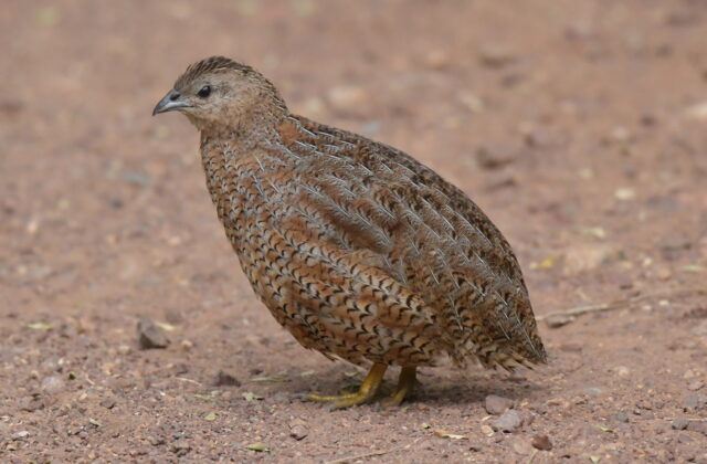 Brown Quail