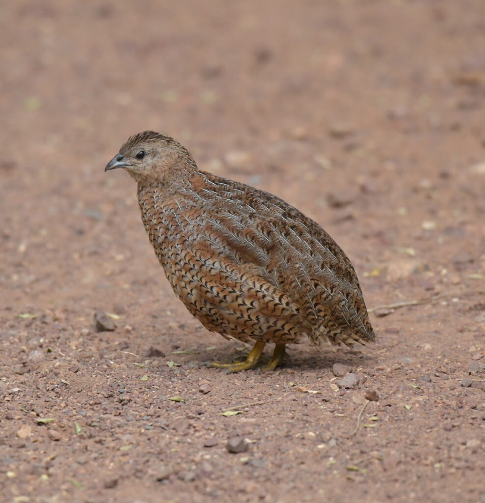 Brown Quail