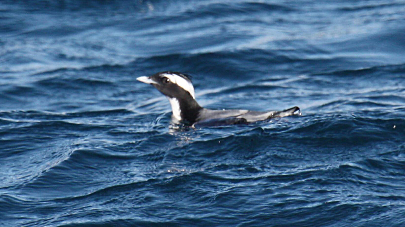 Japanese Murrelet