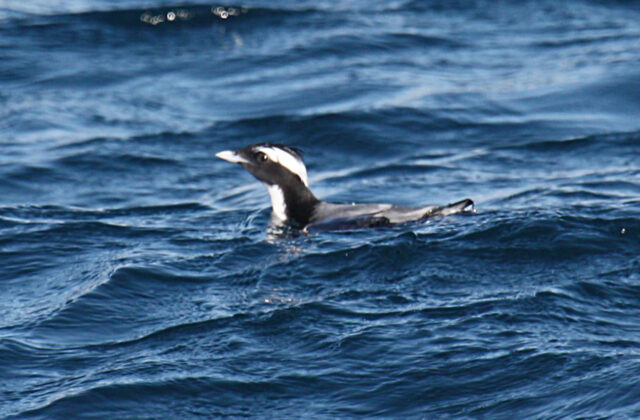 Japanese Murrelet