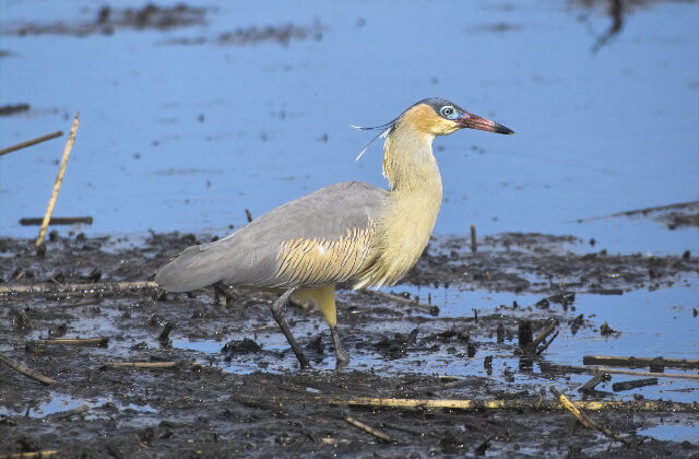 Whistling Heron
