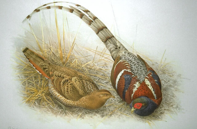 Mrs. Hume’s Pheasant