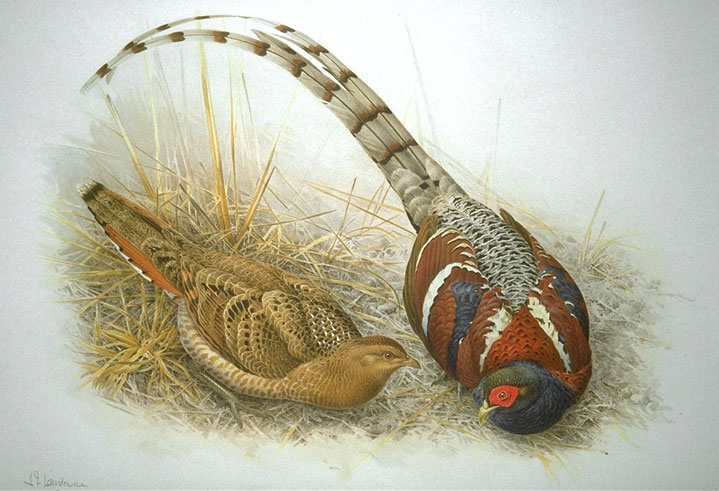 Mrs. Hume’s Pheasant
