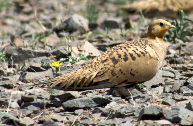 Pallas’s Sandgrouse