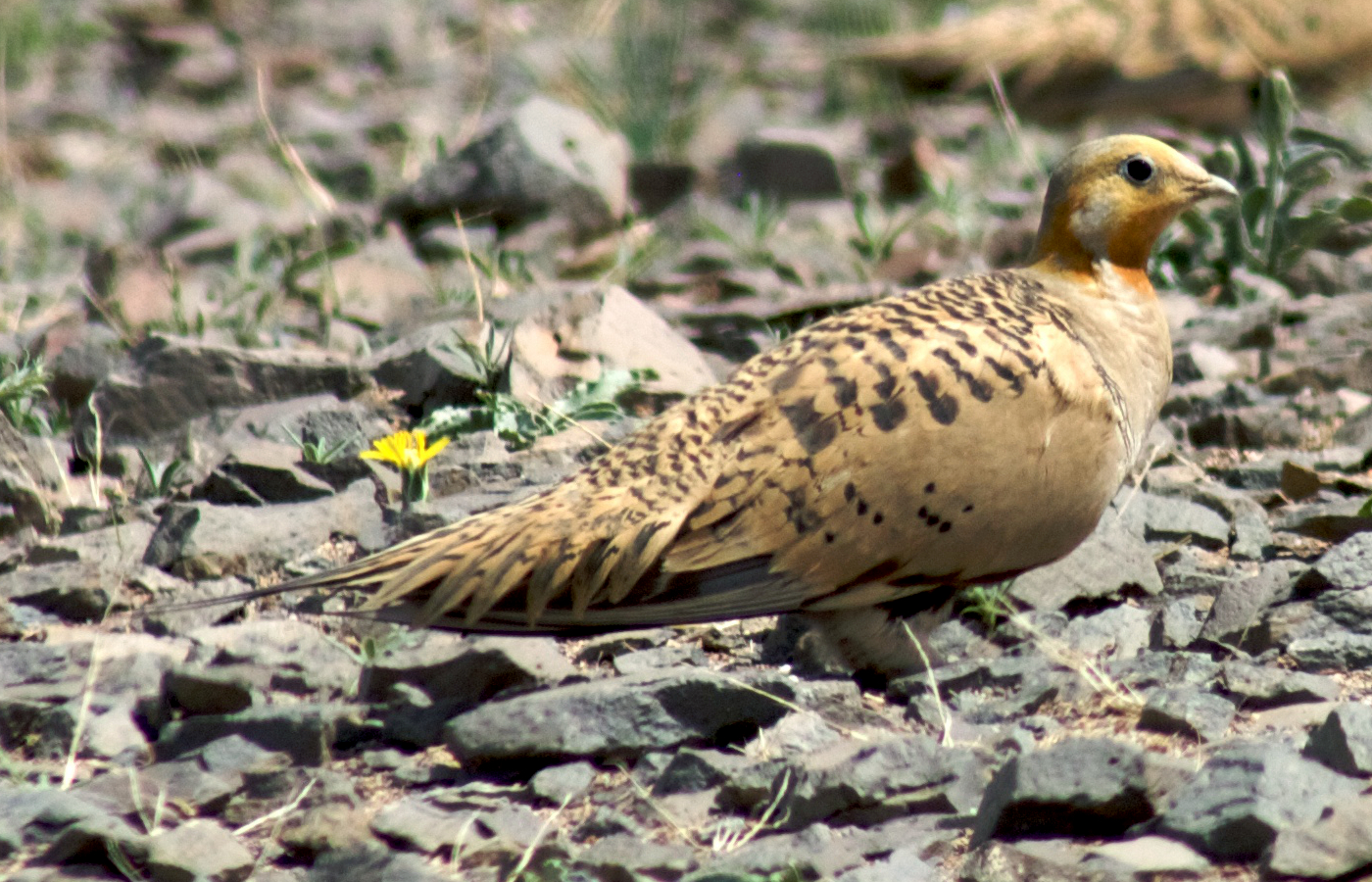 Pallas’s Sandgrouse