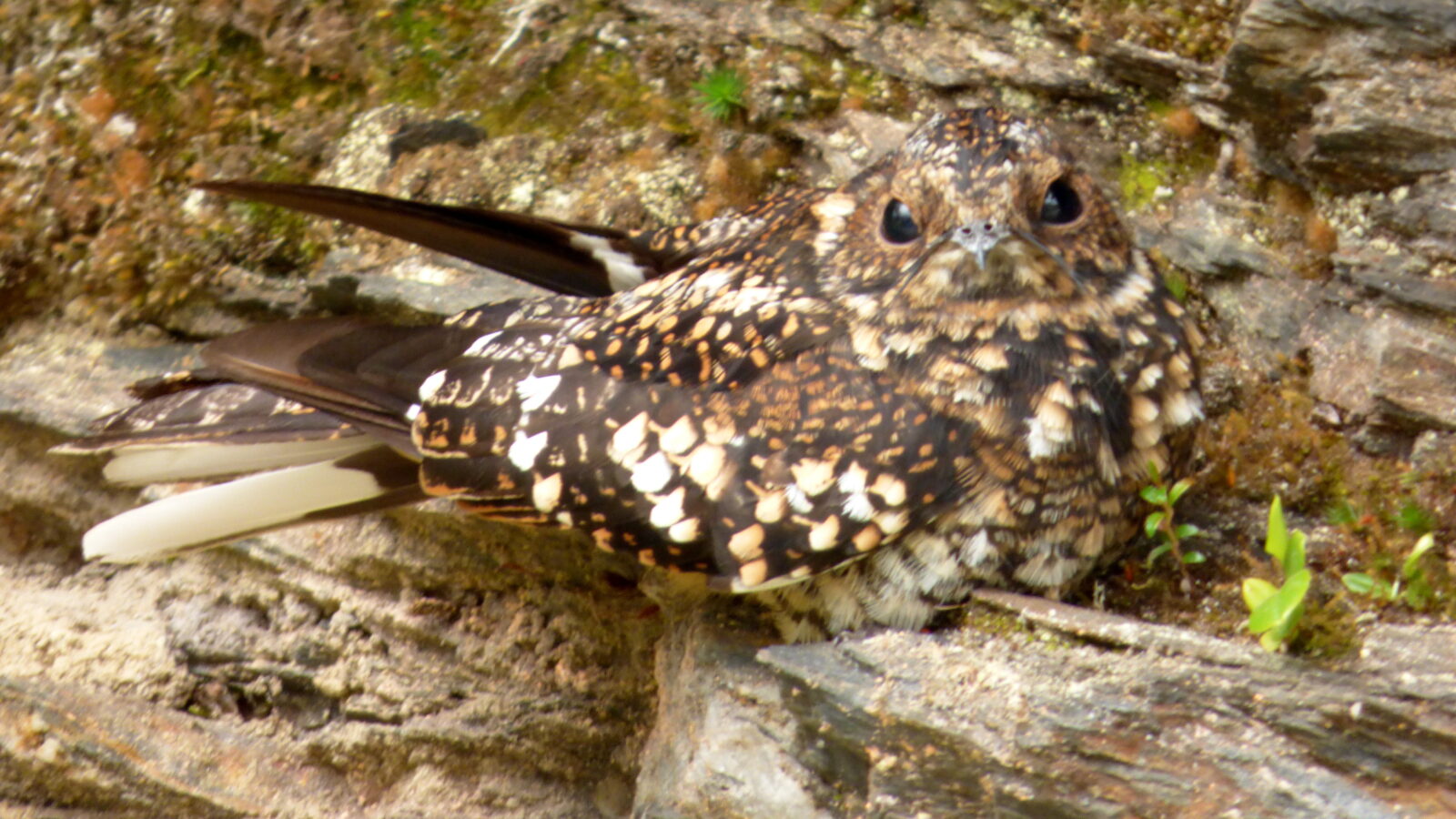 Band-winged Nightjar