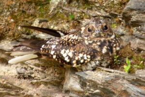 Band-winged Nightjar