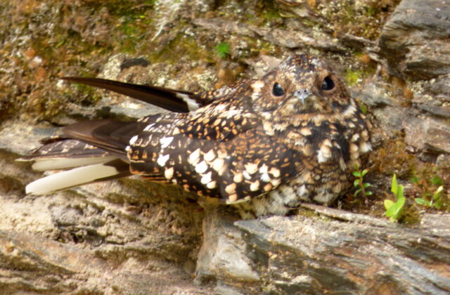 Band-winged Nightjar