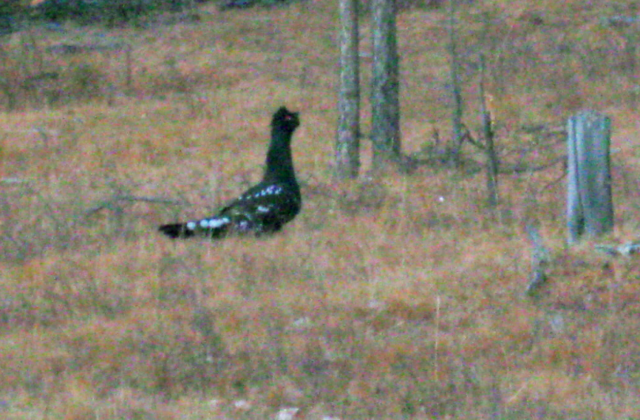 Black-billed Capercaillie