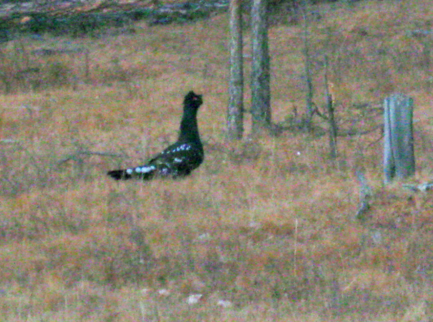 Black-billed Capercaillie