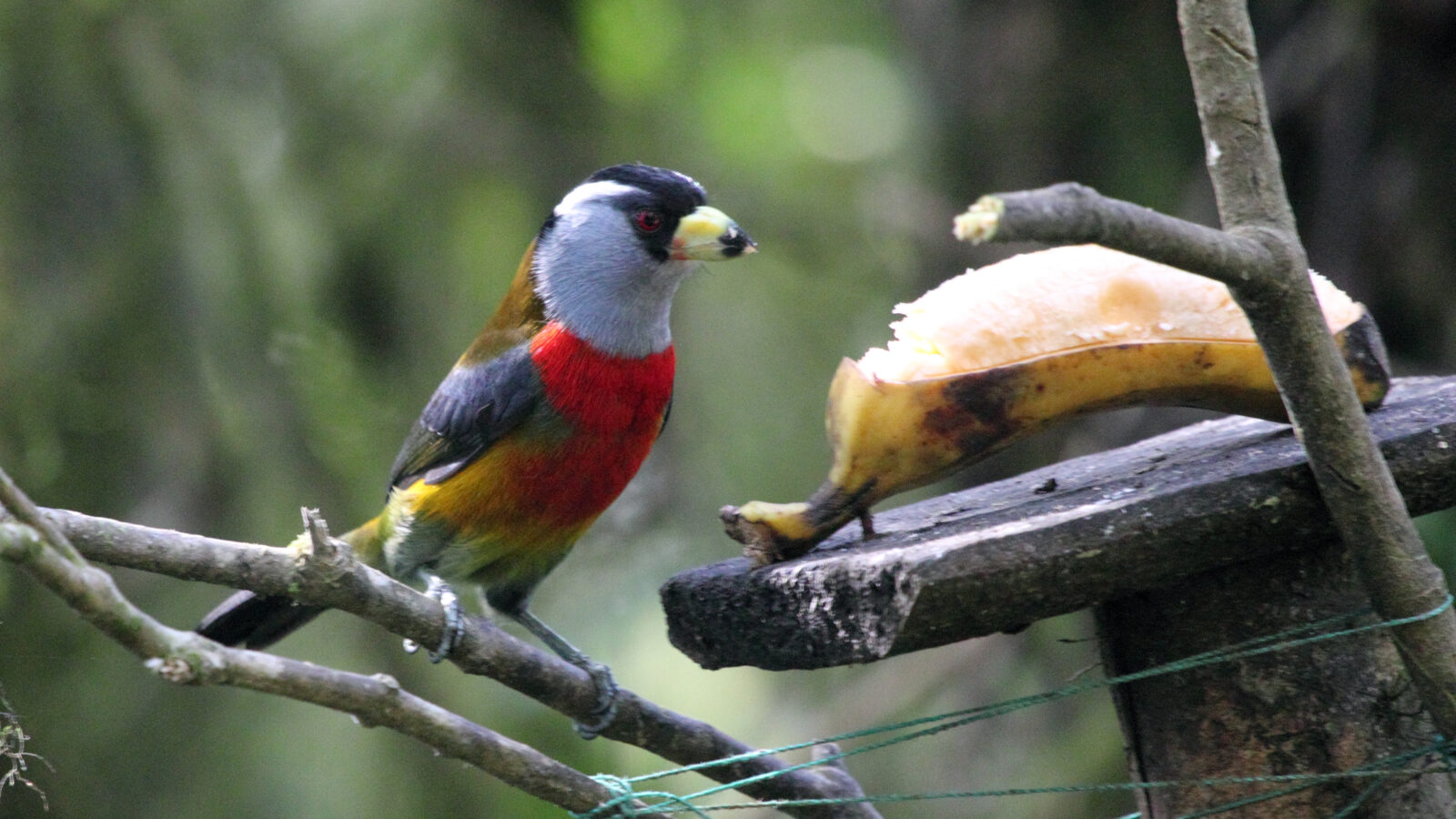 Toucan Barbet