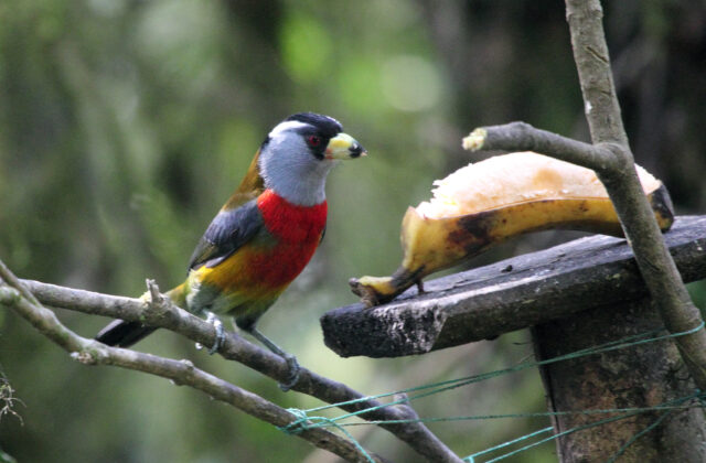 Toucan Barbet