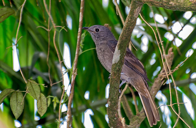 Cinnamon-vented Piha