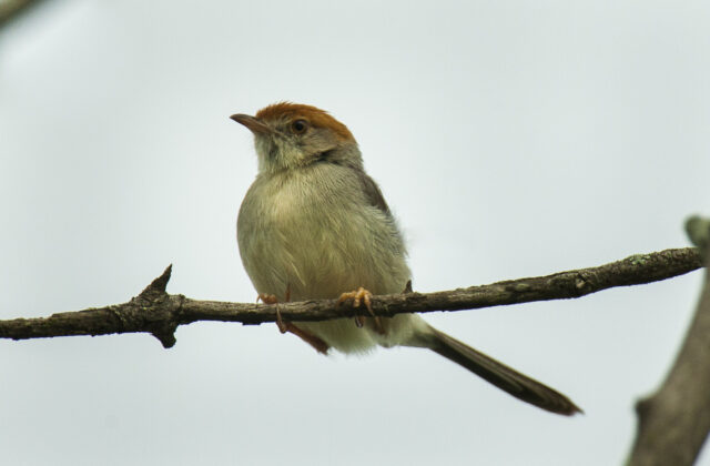 Long-tailed Cisticola