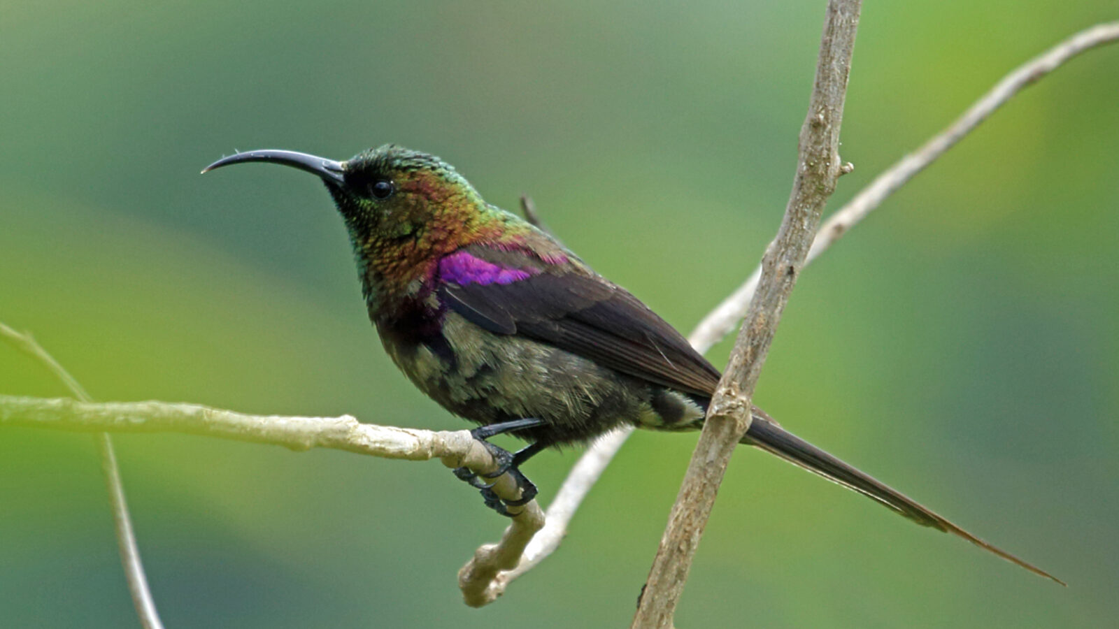 Tacazze Sunbird
