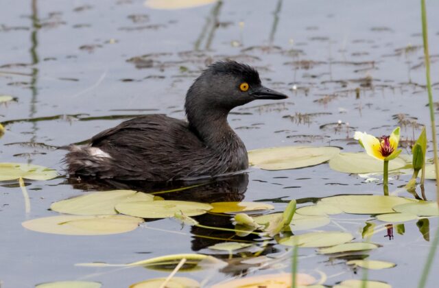 Least Grebe