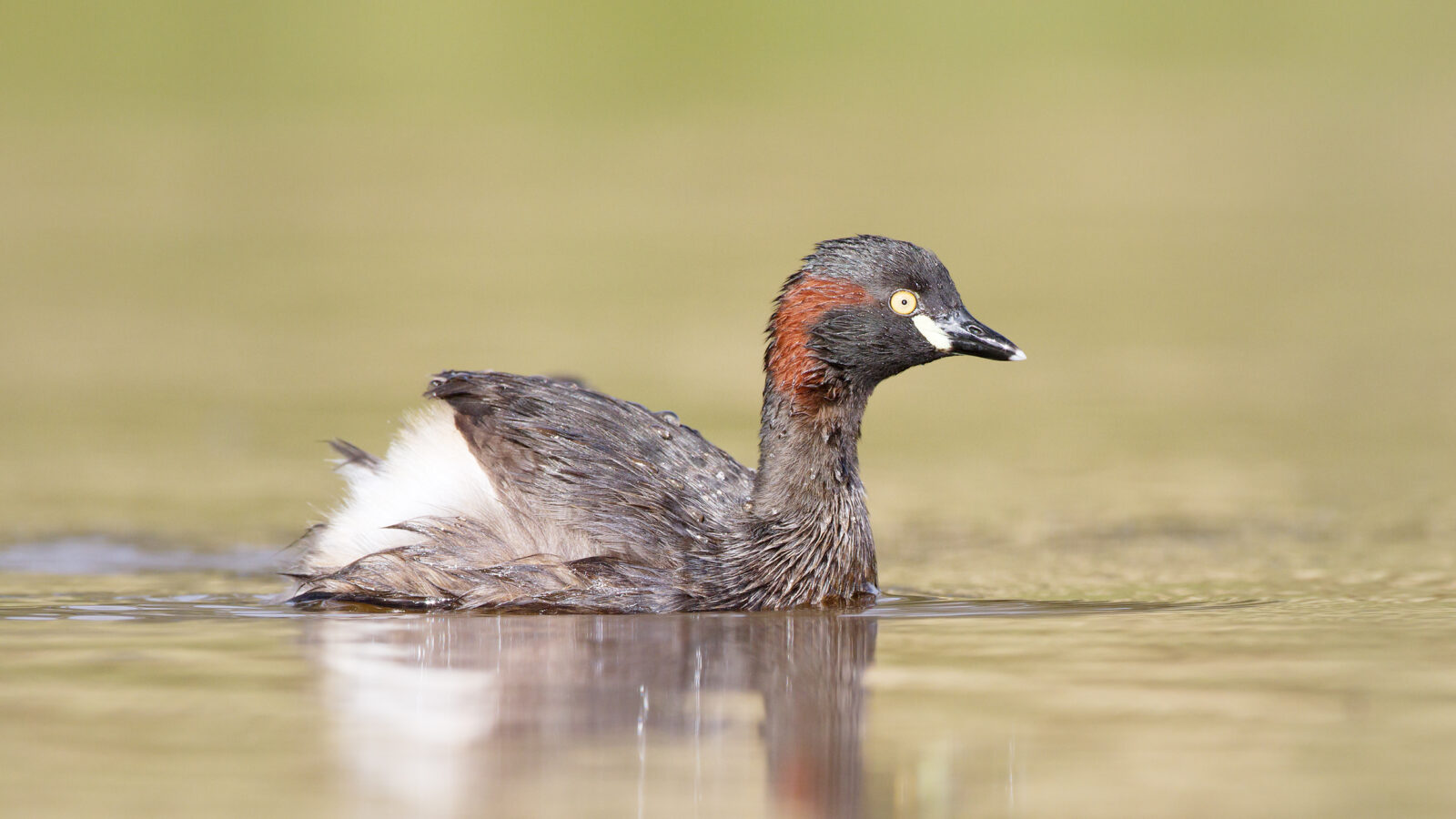 Australasian Grebe