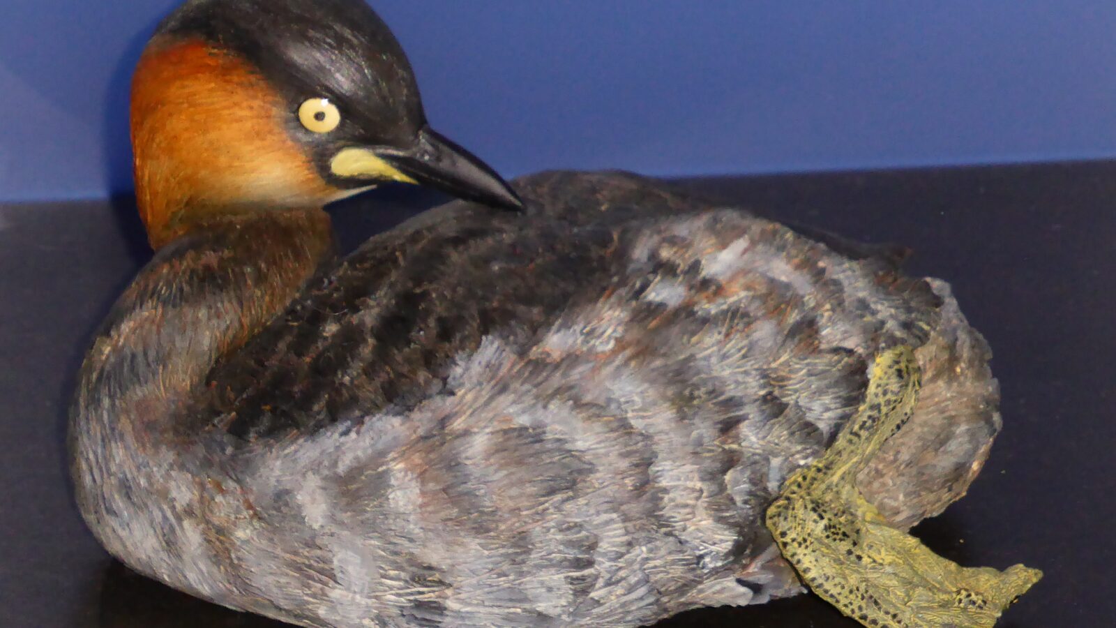 Alaotra Grebe