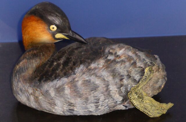 Alaotra Grebe
