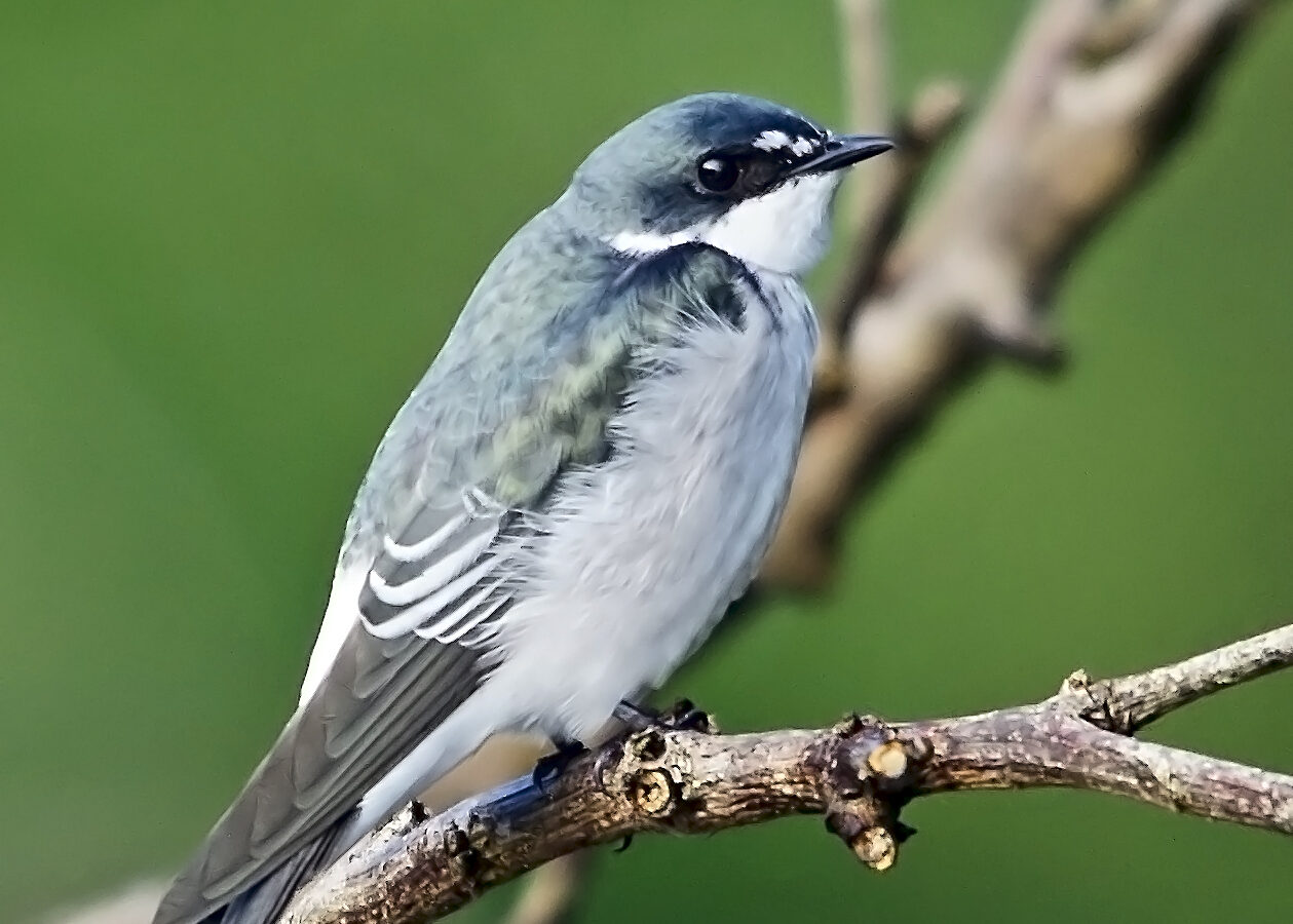 Mangrove Swallow