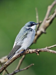Mangrove Swallow