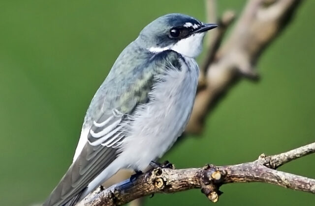 Mangrove Swallow