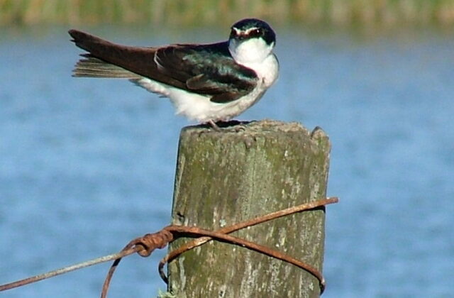 White-rumped Swallow